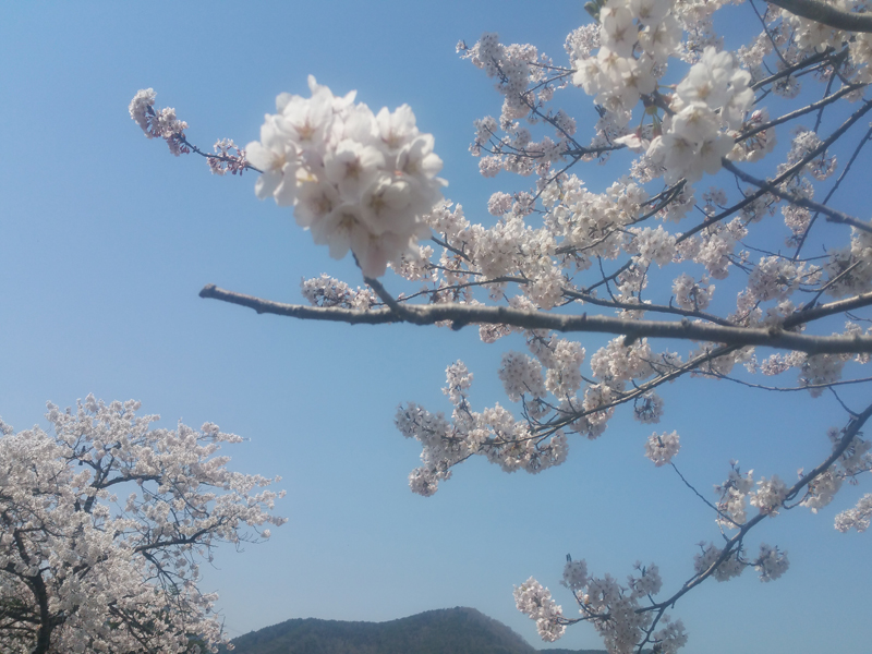 公式 岩手県花巻 台温泉にある松田屋旅館 専務のブログ 岩手 花巻 温泉 台温泉 松田屋旅館 岩手県花巻市花巻温泉郷 台温泉 岩手県での宿泊 花巻温泉での宿泊は湯治の宿 松田屋旅館で