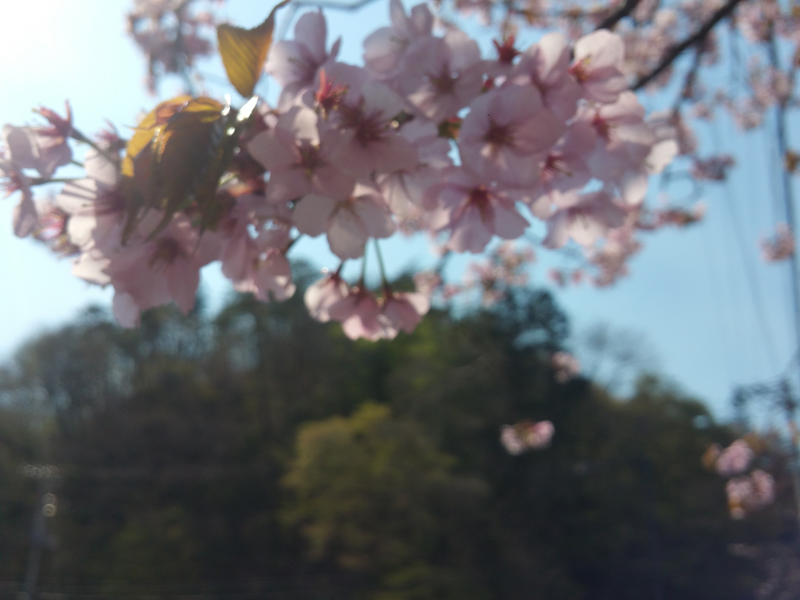 公式 Gw初日 ちょっと桜の花残っています ブナの花咲きはじめです 岩手県花巻 台温泉にある松田屋旅館 専務のブログ 岩手 花巻 温泉 台温泉 松田屋旅館 岩手県花巻市花巻温泉郷 台温泉 岩手県での宿泊 花巻温泉での宿泊は湯治の宿 松田屋旅館で